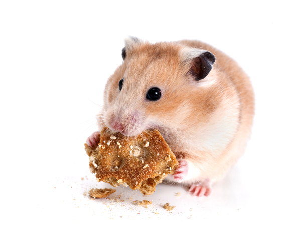 Alimentar bien a un hamster