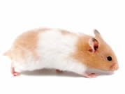 Hamster Ruso Blanco