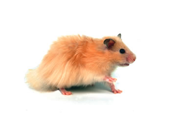 Hamster Angora Unicolor