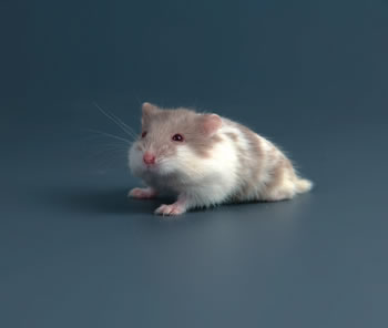 Hamster Cambellie Ojos Rojos