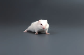 Hamster Ruso Albino