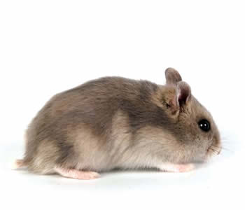 Hamsters