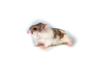 Hamster Ruso Marron Cambellie