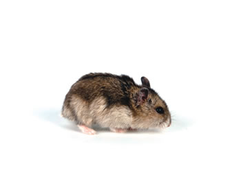 Hamster Ruso Natural