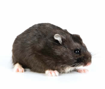 Hamsters