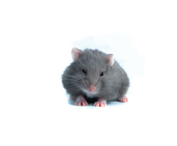 Hamster Ruso Violeta