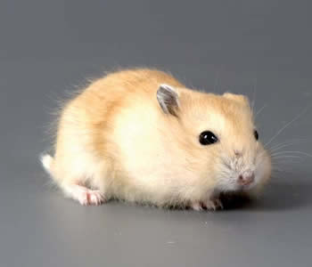 Hamsters