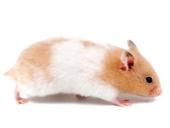 Hamsters