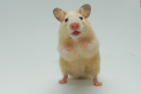 La salud del hamster