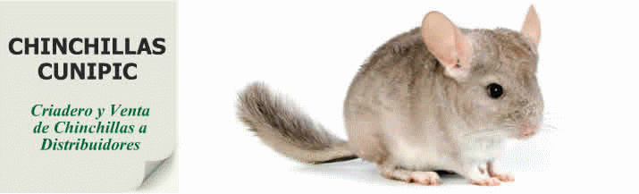 Hamsters Mascotas