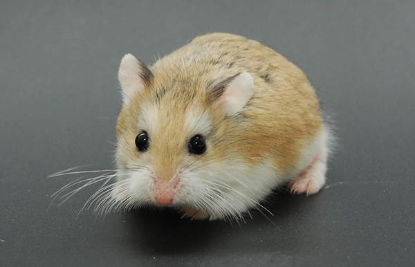Hamster Roborovsky