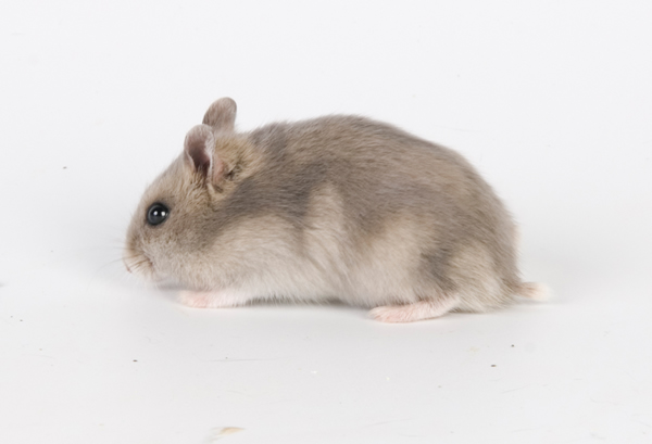 Hamster Ruso