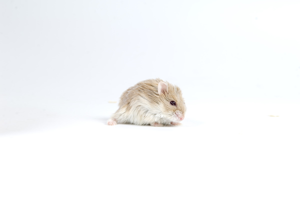 Hamster Cambellie Angora